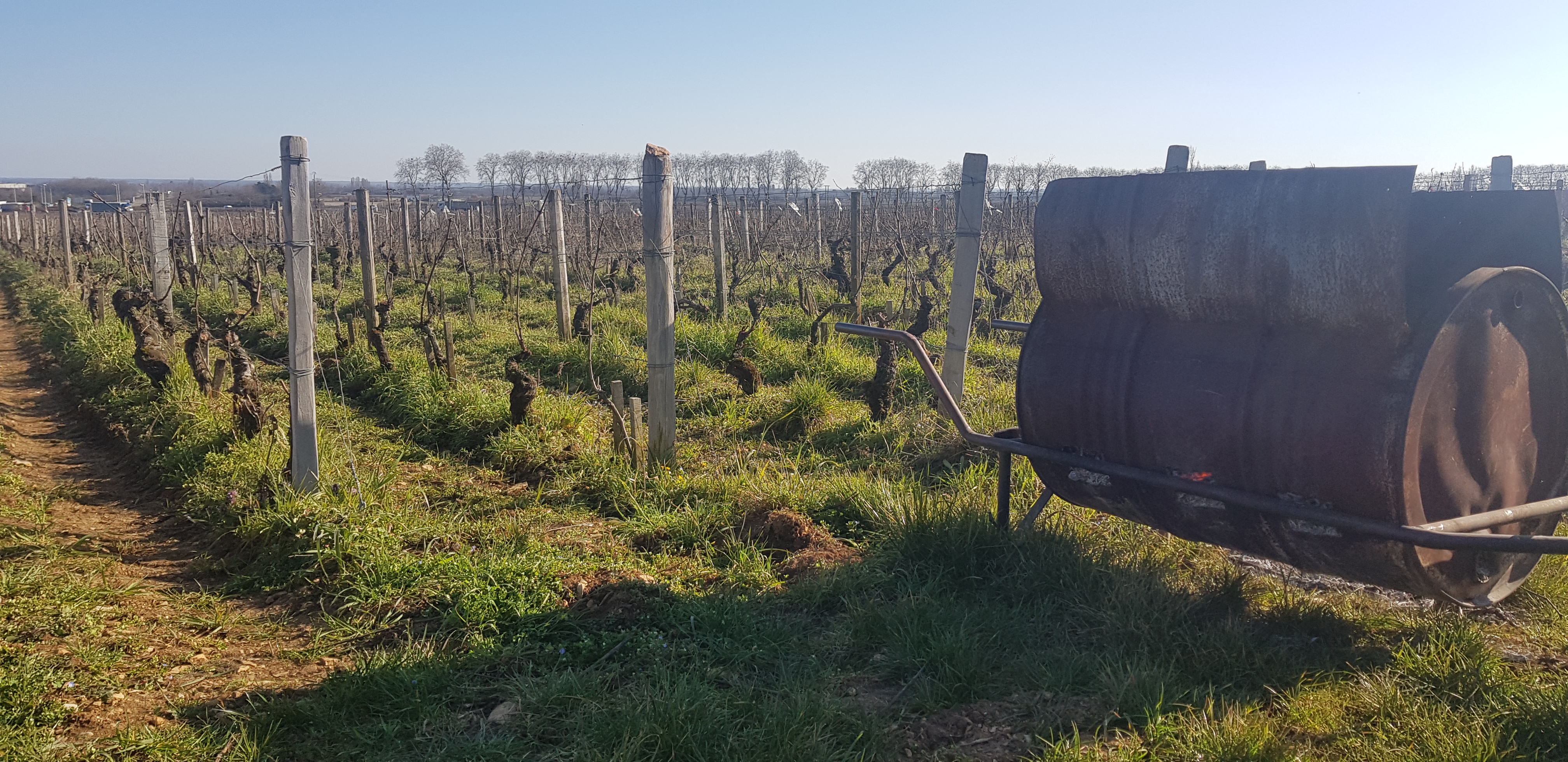 Bruleau vigne